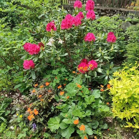 民宿 Dom Lesnik 扎科帕内