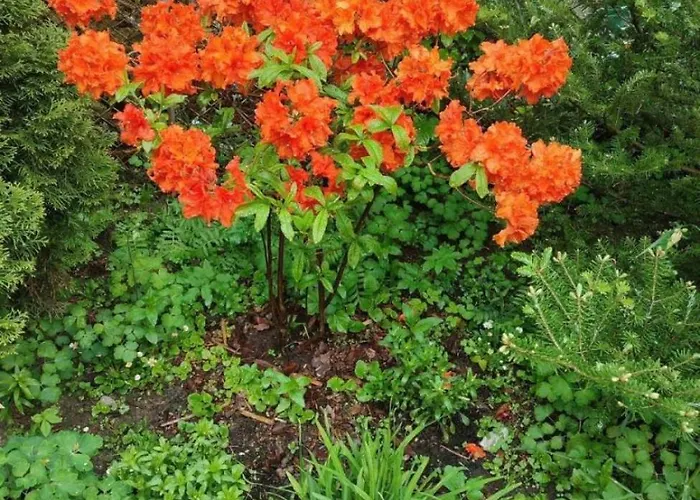 Dom Lesnik בית אירוח *